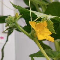 Cucumber Marketmore’ (Cucumis sativus) organic seeds