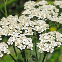 Common Yarrow (Achillea millefolium) seeds