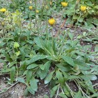 Mouse-Ear Hawkweed (Hieracium pilosella) seeds