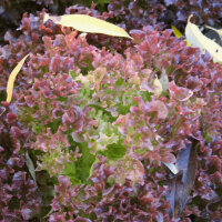 Red Coral Lettuce Lollo Rossa (Lactuca sativa var....