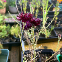 Dark Violet Cornflower Black Ball (Centaurea cyanus) seeds