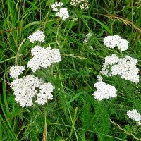 Common Yarrow (Achillea millefolium) organic seeds