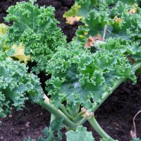 Curly Kale Halbhoher Grüner Krauser (Brassica oleracea) organic seeds